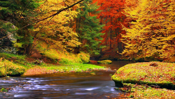 Wallpaper Nature, Between, During, Forest, Daytime, River, Leafed, Autumn, Colorful, Trees
