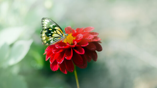 Wallpaper Red, Desktop, Mobile, Yellow, Blur, Butterfly, Background, Flower, Green, Black