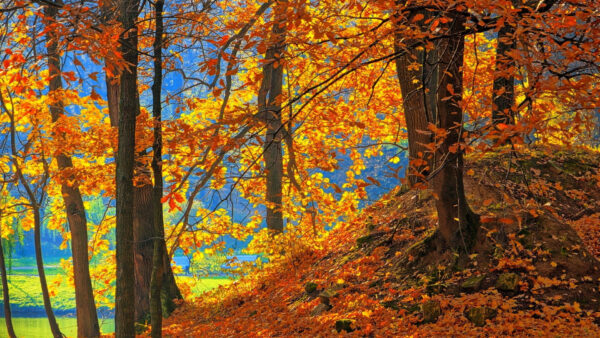 Wallpaper Yellow, Desktop, Nature, Orange, Blue, Trees, Leafed, Background