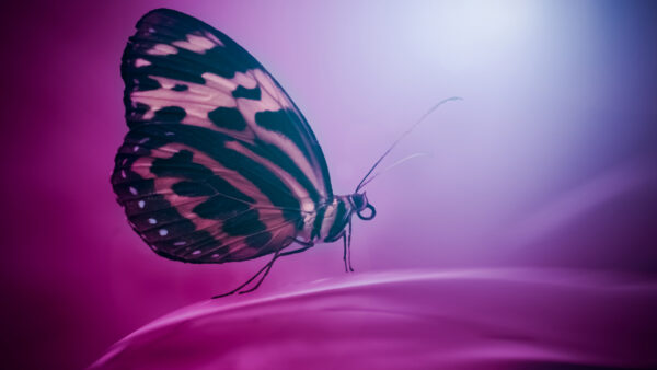 Wallpaper Pink, Background, Designed, Butterfly, Dark, Purple, Black