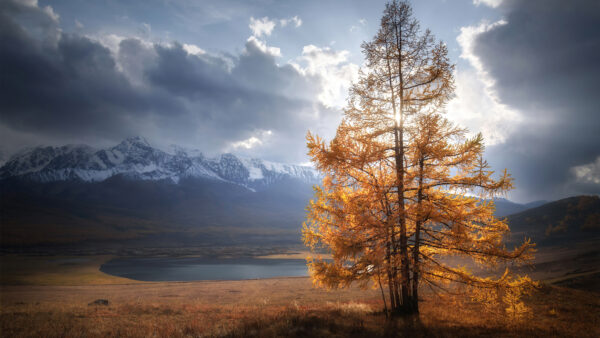 Wallpaper Background, Sunlight, Desktop, Sky, Autumn, Mobile, Nature, Clouds, Tree