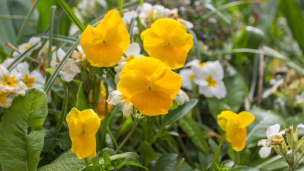 Wallpaper Leaves, Spring, Mobile, Flowers, Grass, Yellow, Desktop, Field, Background, Blur, Green, White