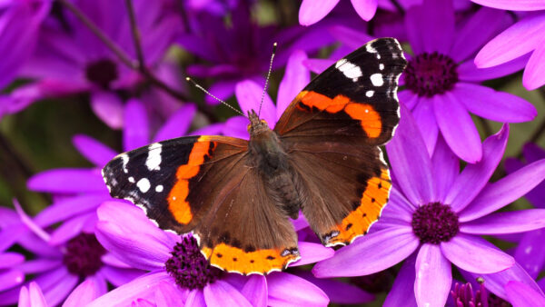 Wallpaper Purple, Black, Orange, Flowers, Brown, Butterfly