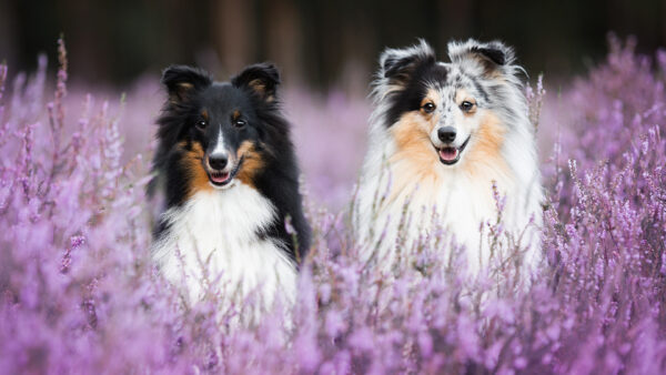 Wallpaper Dogs, Flowers, Purple, Around, Animals, Desktop