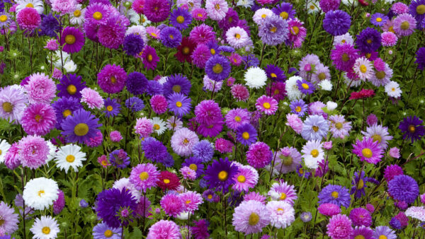 Wallpaper Leaves, Purple, Plants, Desktop, Green, Flowers, White, Daisy, Mobile, Field, Pink