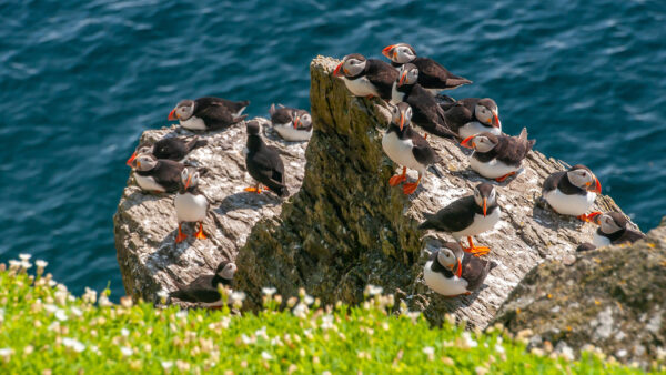 Wallpaper Are, Puffins, With, Sitting, Background, Water, Rock, Birds, Desktop