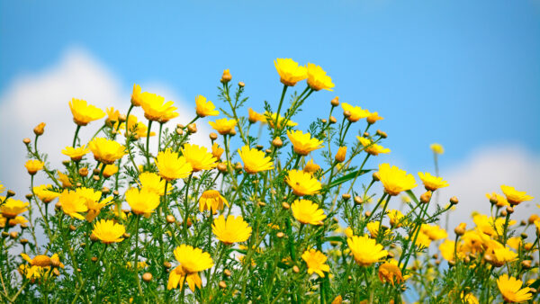 Wallpaper Mobile, Flowers, Plants, Sky, Desktop, Leaves, Background, Green, Blue, Yellow