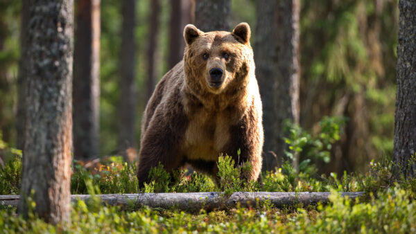 Wallpaper Background, Bear, Forest