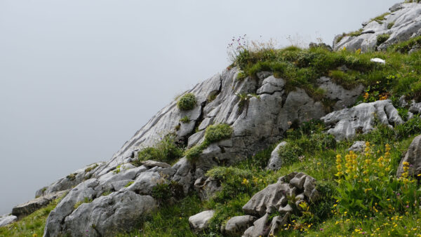 Wallpaper Yellow, Stones, Flowers, Desktop, White, Grass, Nature, Mobile, Rock, Sky, Plants, Mountain, Background