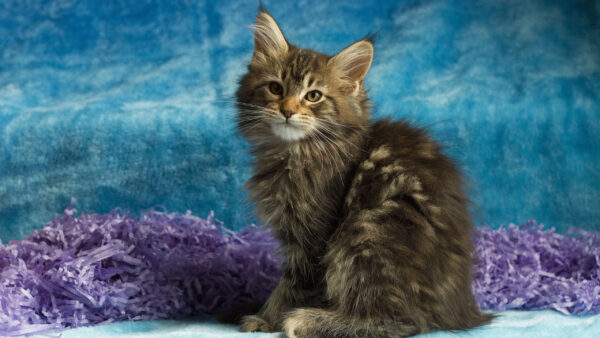 Wallpaper Blue, Desktop, Cat, Dark, With, Background, Green, Animals