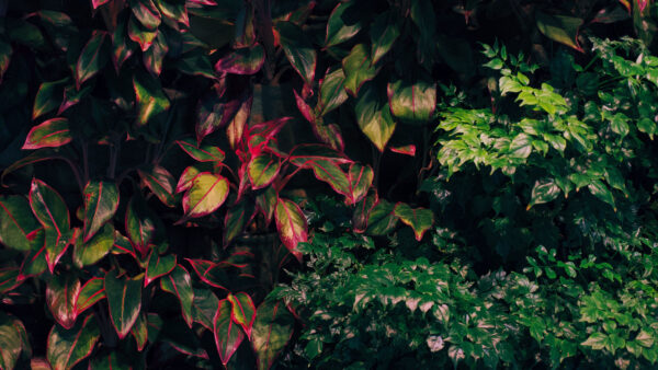 Wallpaper Nature, Desktop, Green, Bushes, Mobile, Leaves, Plants, Trees