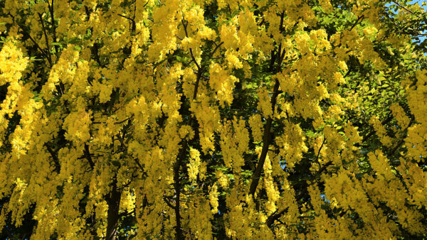 Wallpaper Blossom, Wisteria, Flowers, Yellow, Mobile, Desktop, Branches, Tree