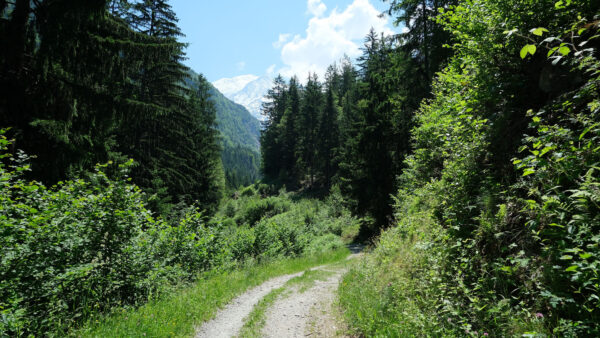 Wallpaper Nature, Landscape, Desktop, Mountains, Trees, Mobile, Path, Between, View, Forest