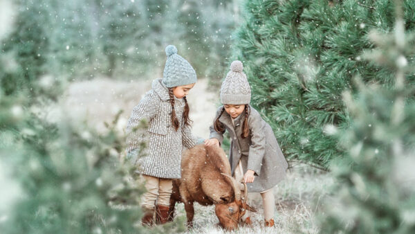 Wallpaper During, Desktop, Falling, Cute, With, Snow, Children, Small, Goat
