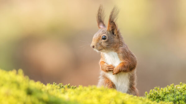 Wallpaper Standing, Background, Blur, Brown, White, Squirrel, Desktop