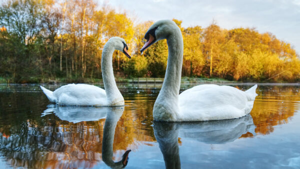 Wallpaper River, Birds, Swans, Floating, Reflection, Beautiful, Background, Autumn, Are, Water, Trees, Two, White