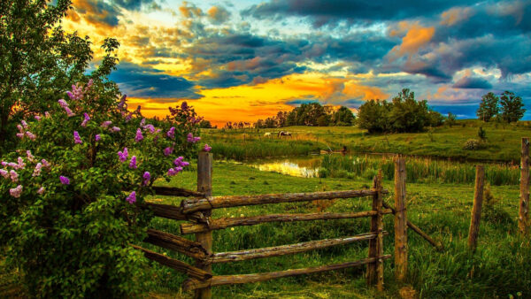 Wallpaper Field, Clouds, Wood, White, Horses, Nature, Sky, Scenery, Yellow, Beautiful, Green, Flowers, Plants, Purple, Blue, Fence, Pink, Under, Grass