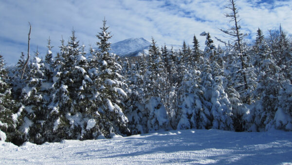 Wallpaper White, Under, Field, Desktop, Sky, Clouds, Background, Mountain, Mobile, Blue, Trees, Spruce, Covered, Nature, Snow