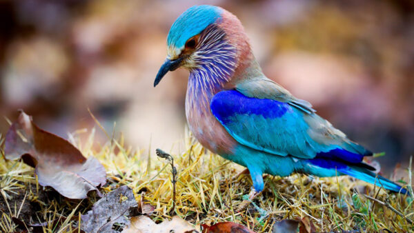 Wallpaper Blue, Birds, Brown, Grass, Background, Standing, Bird, Green, Blur