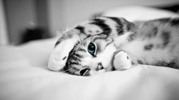 Wallpaper Cloth, Black, Eyes, Cat, White, Cute, Kitten, Blue