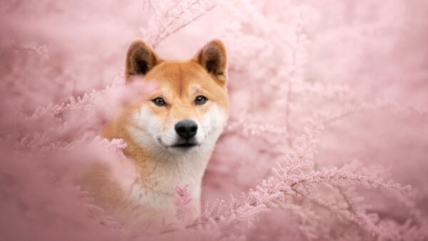 Wallpaper Peach, White, Brown, Dog, Blur, Desktop, Flowers, Shiba, Background, Inu