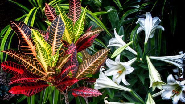 Wallpaper Nature, Leaves, Lilies, Colorful, White, Flowers