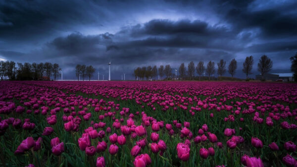 Wallpaper Field, Green, Blue, Under, Sky, Black, Tulip, Trees, Pink, Clouds, Flowers, Dark