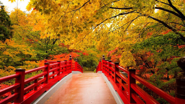 Wallpaper Yellow, Between, Fall, White, Background, Bridge, Green, Garden, Trees, Autumn, Red