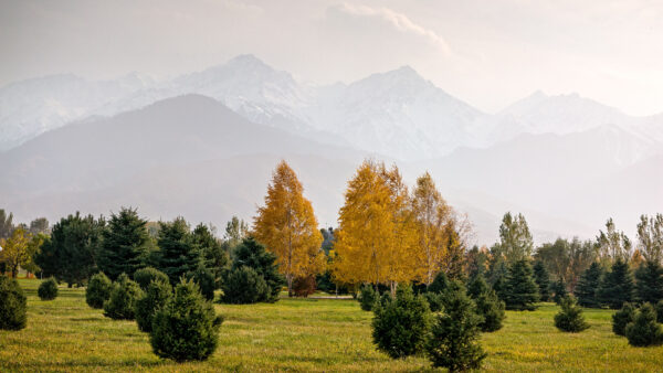 Wallpaper Snow, Field, Capped, Background, Green, Mountains, Yellow, Trees, Grass, Autumn