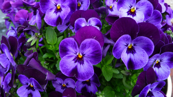 Wallpaper With, Pansy, Leaves, Green, View, Flowers, Purple, Closeup