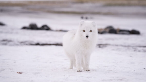 Wallpaper Snow, Background, Fox, Standing, Blur, Aesthetic, White, Eyes, Field, Yellow