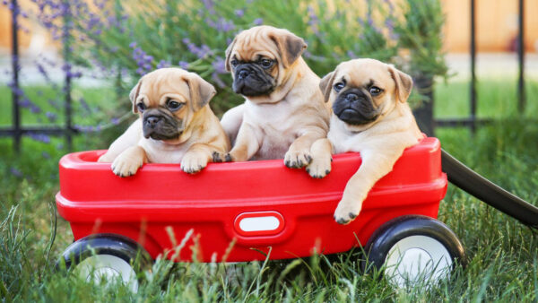 Wallpaper Toy, Inside, Three, Grass, Pug, Car, Dog, Red, Dogs, Green