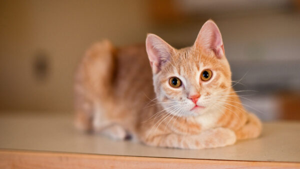 Wallpaper Sitting, Orange, Brown, Blur, Cat, Eyes, Light, White, Background, Table