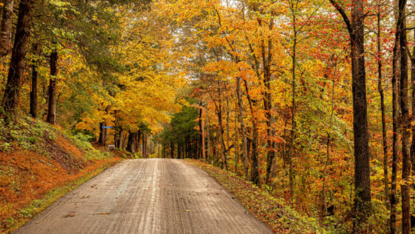 Wallpaper Yellow, Road, Autumn, Between, Path, Green, Trees, Orange