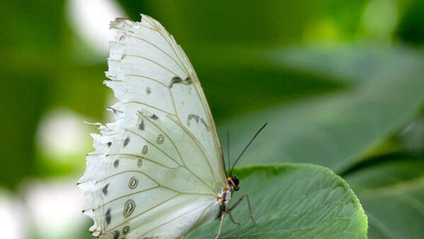 Wallpaper Closeup, Leaf, Green, White, Butterfly, View