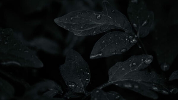 Wallpaper Leaves, Drops, With, Dark, Green, Background, Water, Plants