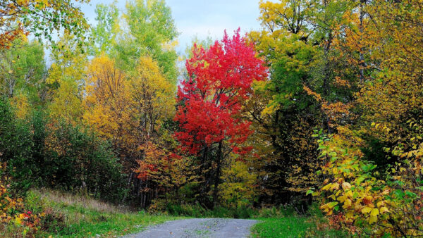 Wallpaper Blue, Autumn, Tress, Desktop, Green, Colorful, Road, Sky, Between, Field, Grass, Under