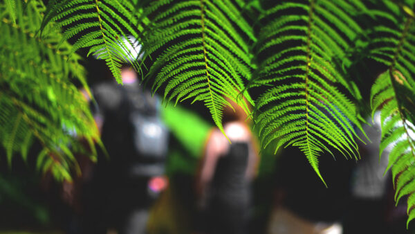 Wallpaper Fern, Macro, Blur, Desktop, Leaves, Tree, Green, Background, Bokeh, Mobile, Branches