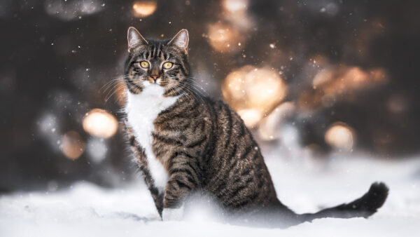Wallpaper Sitting, Eyes, White, Snow, Black, Light, Background, Blur, Bokeh, Yellow, Cat