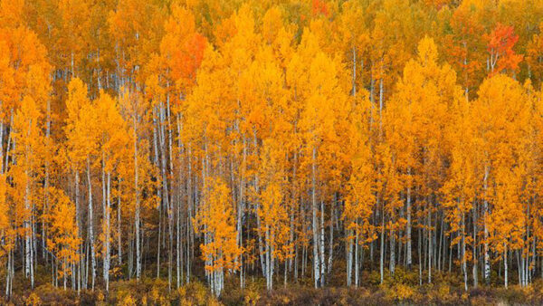 Wallpaper Birch, Orange, Background, Trees, Forest, Leaves, Tree, Yellow