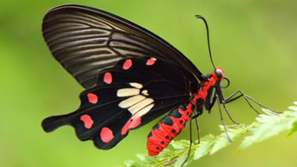 Wallpaper Leaves, Green, Red, Black, Background, Butterfly