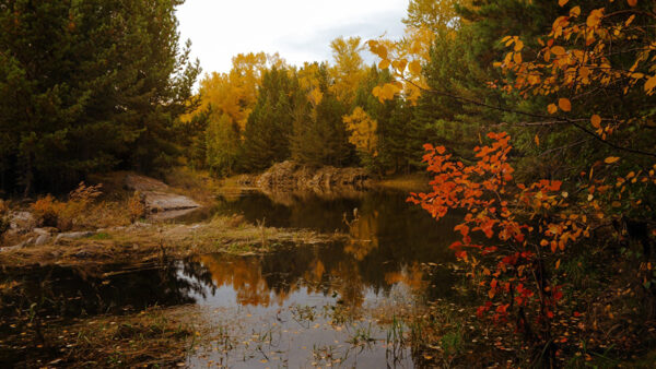Wallpaper Forest, Yellow, Reflection, Green, Trees, Autumn, Water, Lake, Surrounded