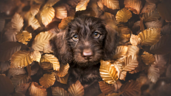 Wallpaper Dry, Puppy, Dog, Leaves, Black, Background, Face