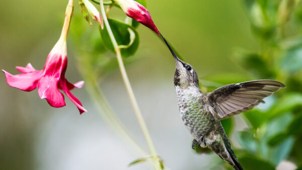 Wallpaper Green, Hummingbird, Bird, Background, Hovering