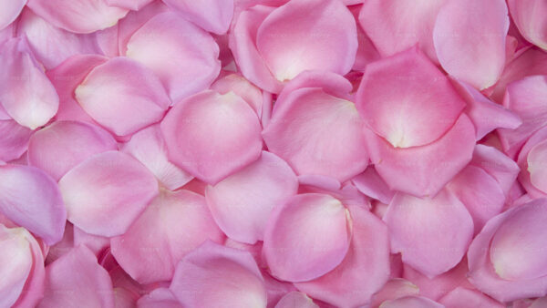 Wallpaper Flower, Petals, Pink, Rose