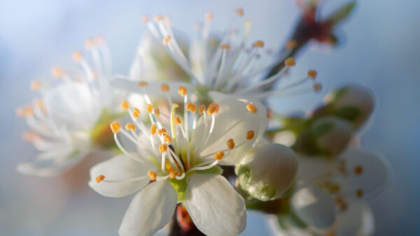 Wallpaper Flowers, Branches, White, Cherry, Tree, Background, Blur, Petals
