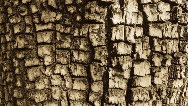 Wallpaper Texture, Closeup, Bark, View, Tree
