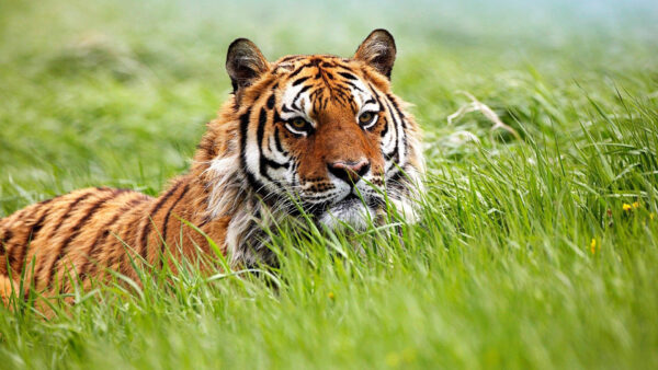 Wallpaper Blur, Grass, Background, Lying, Down, Tiger