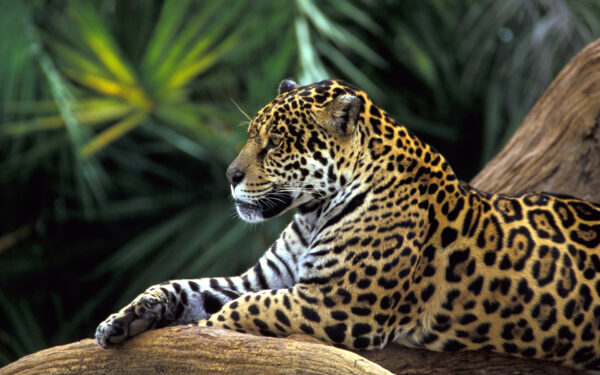 Wallpaper Amazon, Rainforest, Jaguar