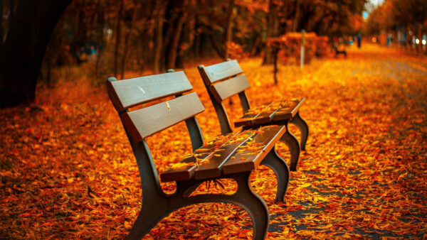 Wallpaper Bench, Autumn